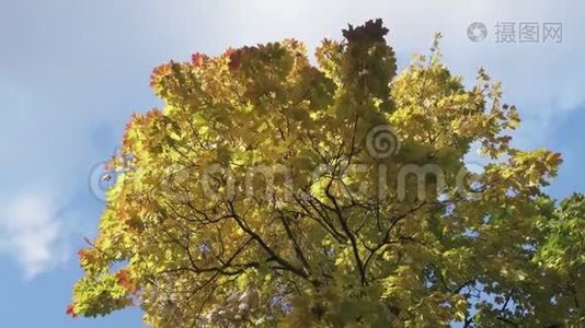 秋天晴天蓝天背景下，一棵绿黄、红叶的枫树的底景视频