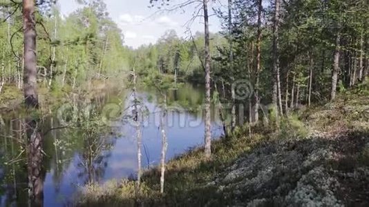 西伯利亚一条小泰加河在高水位期间的山谷景观视频