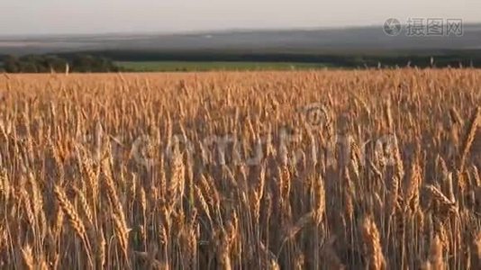 在日出的田野上的小麦穗. 在夕阳下的黄金时刻，麦穗迎风而动。 30fps视频