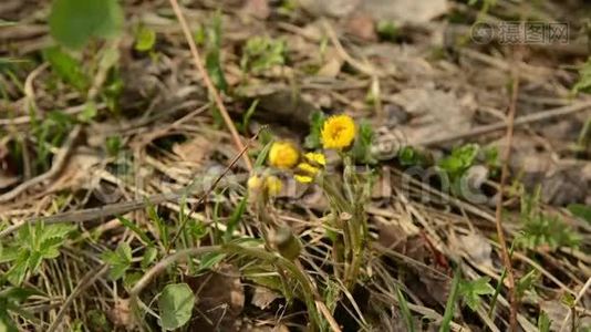 高脚图西拉戈法法拉黄的春天花。 药用植物，春初开花..视频