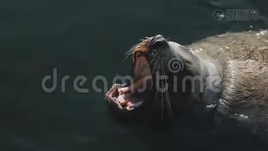 巨大的海狮在冰冷的太平洋的冷水中游泳视频