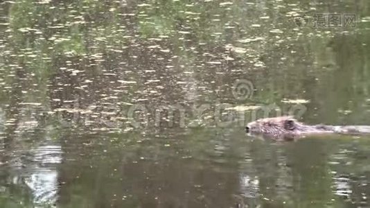 海狸蓖麻纤维在春天慢慢游动视频