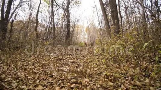 美丽的猎狗在秋天公园的枯叶上奔跑.. 慢动作视频