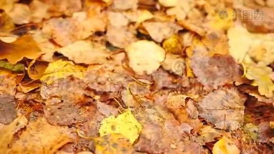 公园的小径，地上有黄色和橙色的腐烂的桦树叶。 细节视图。 滑块控制摄像机移动视频