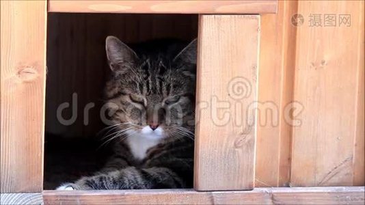 泰比猫在猫屋里放松视频