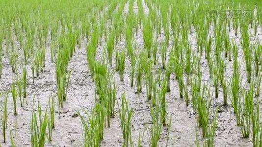 由于干旱，水稻种植在干燥和开裂的土壤上。视频