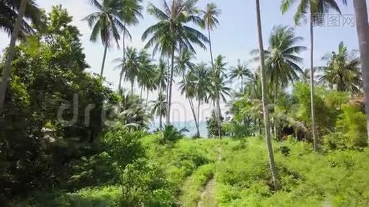 棕榈树热带海岸鸟瞰图视频