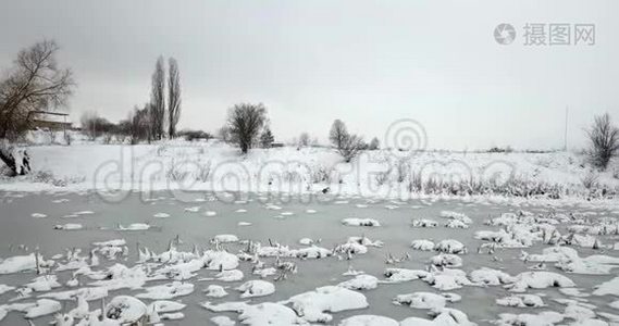 冰雪覆盖的池塘和白雪覆盖的植物。 冬季景观。视频