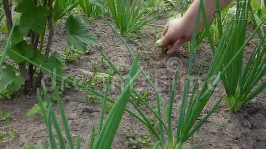 女人用手除草视频