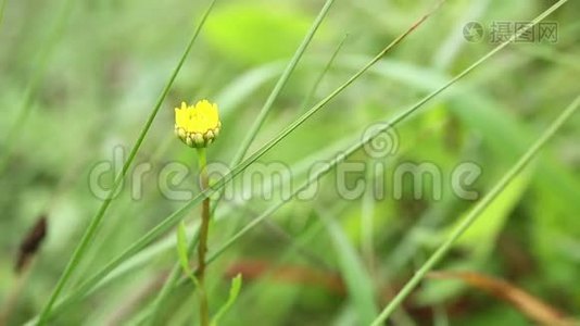 黄盏菊-田野万寿菊-野花视频