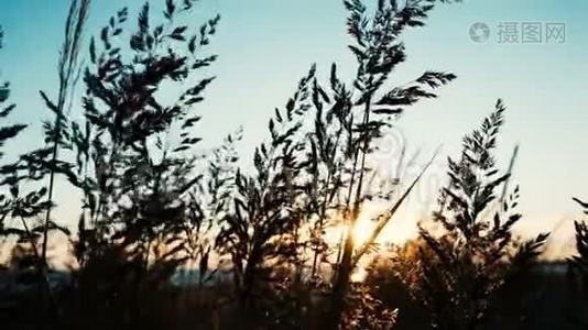 日落时分，夏日的特写镜头在海边的风中摇曳视频