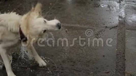 狗在室外公园游泳后把水抖掉视频