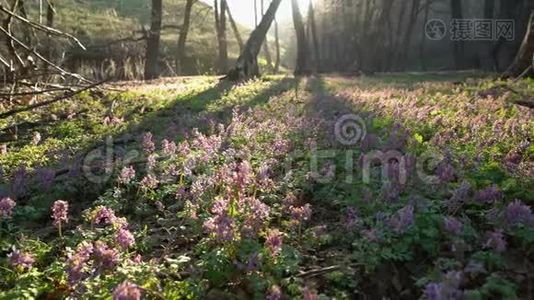 林中美丽的春紫花丛视频