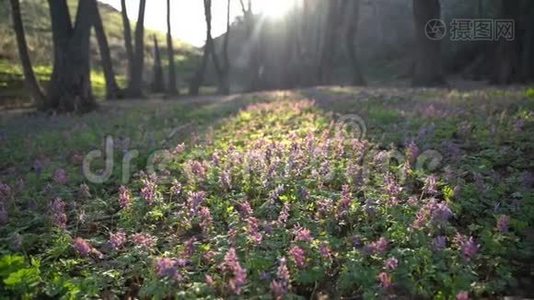 林中美丽的春紫花丛视频