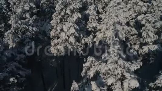 冬林空中摄影.. 白雪覆盖的松树的俯视图。 大雪中高大的树木视频
