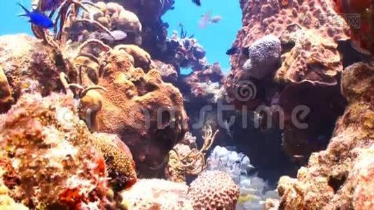 珊瑚礁里五颜六色的鱼视频