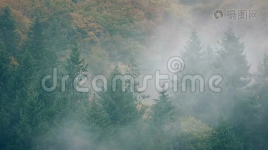浓雾中的野生森林视频