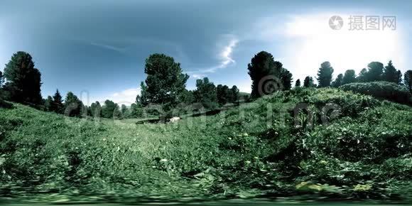 绿色山林的UHD4K360VR.. 阳光和阴影，草和松树。视频