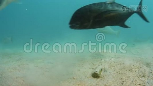 大鱼征服海底视频