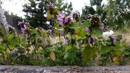 夏天的花园里生长着野紫花。视频