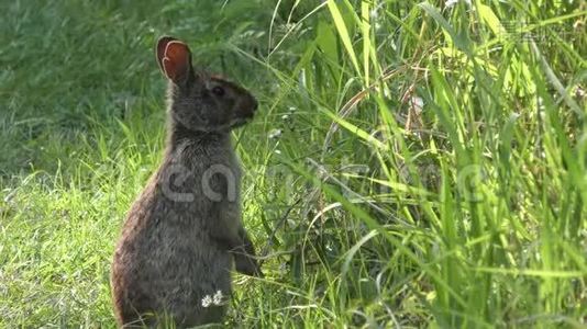 沼泽兔在湿地中觅食视频