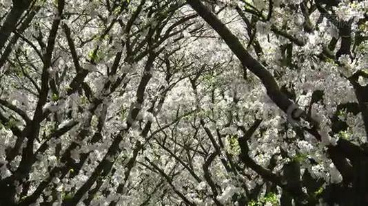 粉白盛开的大树在春天凋零视频