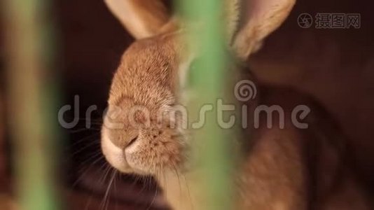 兔子在动物农场的笼子里特写。视频