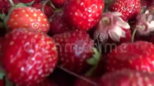 许多浆果红色草莓视频
