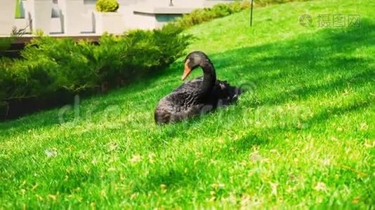 一只红嘴的黑天鹅独自坐在城市公园池塘边的绿草上，4K视频
