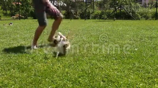 一个人和他的杰克拉塞尔狗在草地上踢足球视频