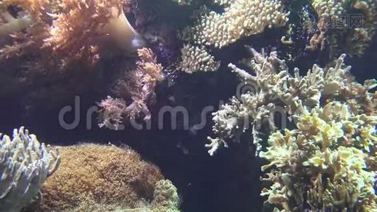 鱼珊瑚海底水族馆.视频