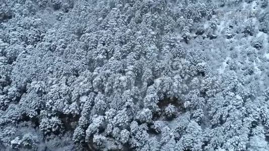 从上往下看年轻的白雪覆盖针叶林。 中枪。 雪覆盖针叶树的背景。 冬季视频