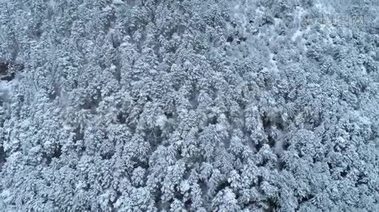 从上往下看年轻的白雪覆盖针叶林。 中枪。 雪覆盖针叶树的背景。 冬季视频