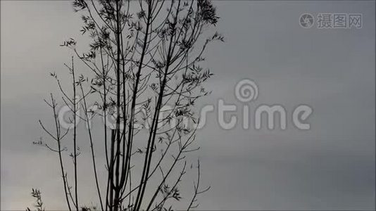 暴风雨前，稀疏的小树苗在风中摇曳视频