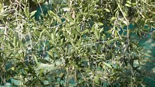 橄榄树和树枝上的绿色和黑色新鲜橄榄。 在意大利利古里亚、塔吉阿斯卡或凯泰利耶品种收获。 橄榄油p视频