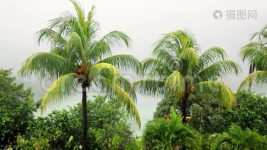 塞舌尔，赤道的热带雨，雨和风中的棕榈枝视频