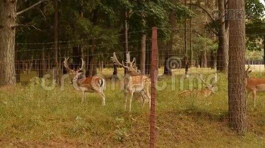 大自然背景上有角的美丽野生动物斑点鹿，日本鹿，动物学视频