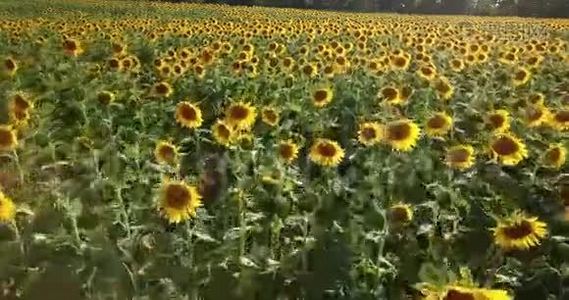 鸟瞰向日葵视野，观向日葵开花视频