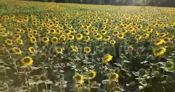 鸟瞰向日葵视野，观向日葵开花视频