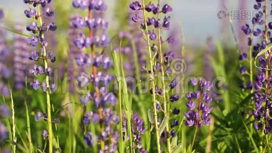 盛开的羽扇豆花，田野上的羽扇豆花，紫色盛开的花朵。 关上门。视频