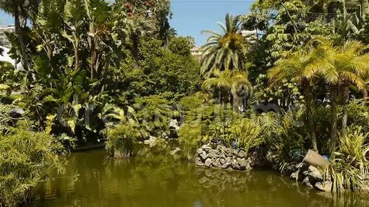摩纳哥有地中海植物的公园视频