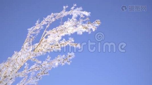 阳光明媚的冬日，植物在明亮的蓝天上覆盖着雪。视频