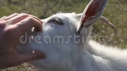 农场里的白山羊和人玩`手视频