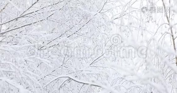 柔和的白色雪落在树枝上视频