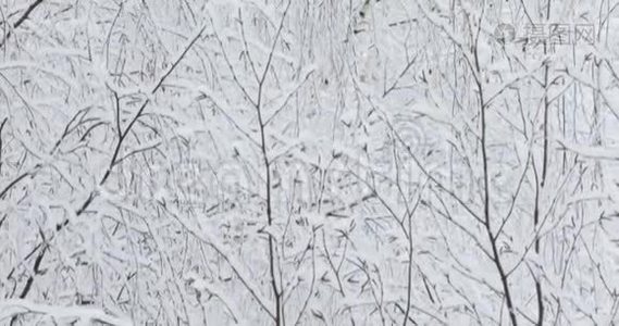 柔和的白色雪落在树枝上视频