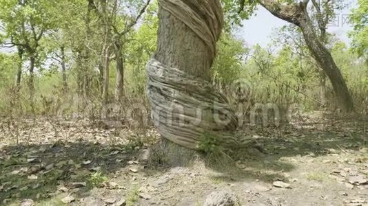 令人难以置信的扭曲树在国家公园奇特万，尼泊尔。视频