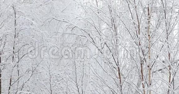 柔和的白色雪落在树枝上视频