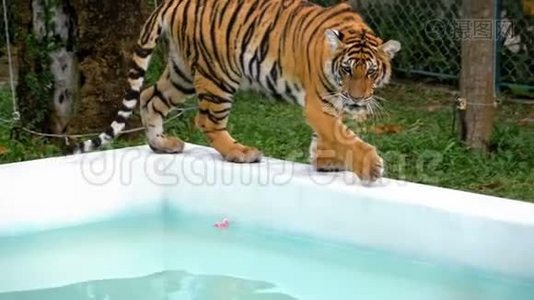 动物园里的老虎带着水沿着池边走.. 泰国。 慢动作视频