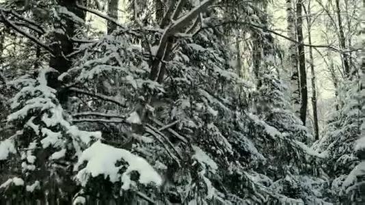 在多云的雪天气下，冬天的雪丛。 剪辑。 冬天的树枝覆盖着雪。 雪桦视频