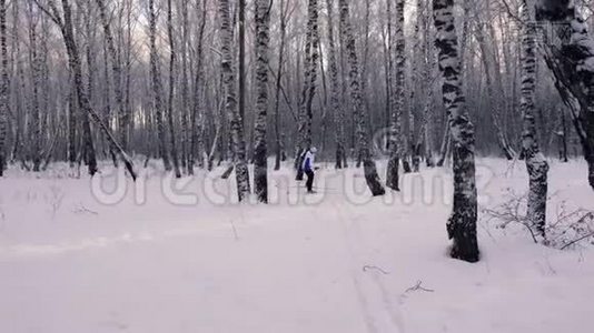 女滑雪者在白桦林中穿过森林。 俄罗斯的冬天。 自然。视频